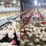 poultry farming for beginners